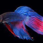 Betta or Siamese Fighting Fish – Betta splendens