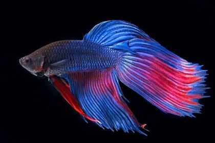 Betta or Siamese Fighting Fish – Betta splendens