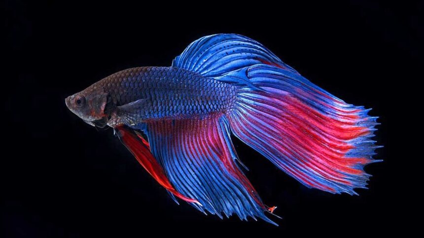 Betta or Siamese Fighting Fish – Betta splendens