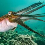 Description and characteristics of cuttlefish