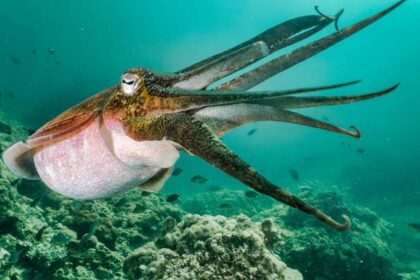 Description and characteristics of cuttlefish