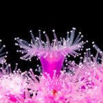 Jewel Anemone – Corynactis viridis