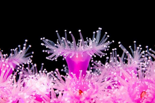 Jewel Anemone – Corynactis viridis