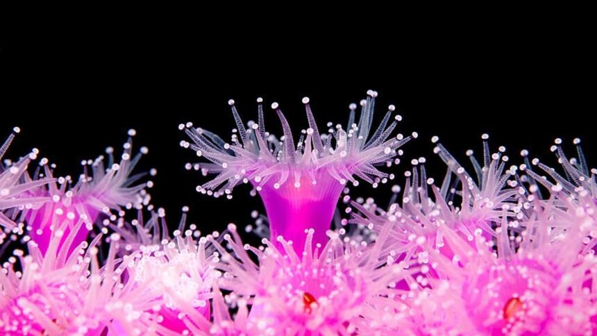 Jewel Anemone – Corynactis viridis